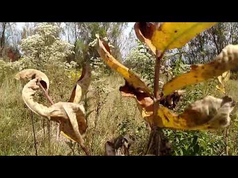download lagu mp3 mp4 Goldenrod Honey Taste, download lagu Goldenrod Honey Taste gratis, unduh video klip Goldenrod Honey Taste