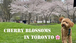 Walk with us to Cherry blossoms in Toronto / 桜 l トロント l 犬の散歩