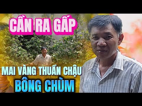 👉Cần Bán Gấp 3 Cây Mai Vàng Thuần Chậu - Giảo Zin - Bông Chùm (Mai Vàng Minh Hạo)