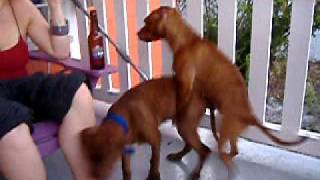 Doin it Doggy Style - Twisted Pitbulls