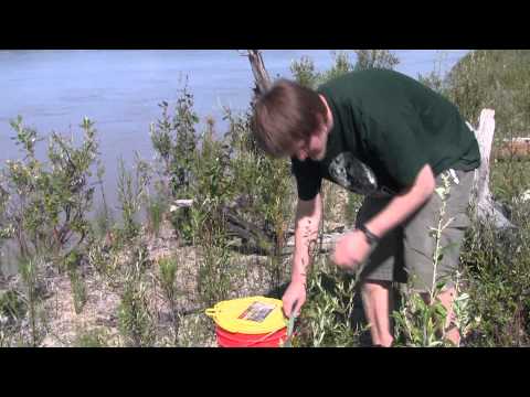 How Do Alaskan Wood Frogs Freeze And Thaw?