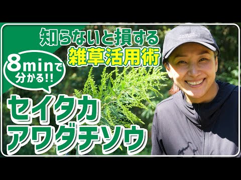 サワーソップ・スラッシャーについて詳しく解説