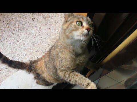 Targa per perdita di peso un verme Che fare se lo stomaco da danni di vermi
