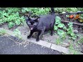 Five Cats But Only Black Cat Hissing