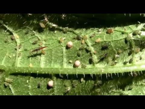 How to promote beneficial insects in your garden. Ladybugs, Parasitic Wasps, and Green Lacewings.