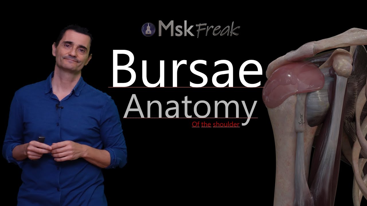 ANATOMY OF THE BURSAE OF THE SHOULDER (PART I)