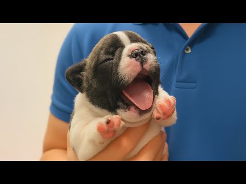 Try Not To Laugh with These Dramatic Puppies 🤣New FUNNY PUPPIES Video