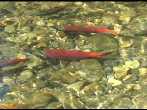 Lake Tahoe Salmon Run