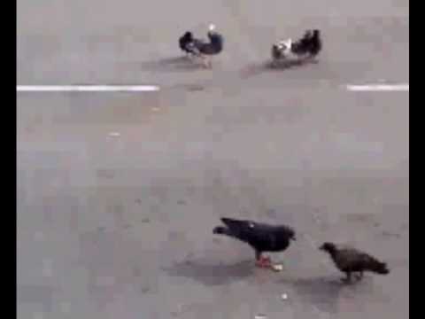 daanradke’s Video 11018081085 n47IQsvm9sg