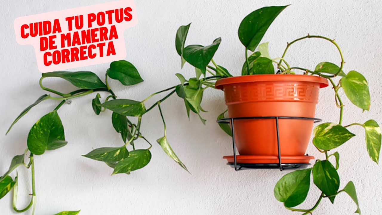 How to Care for a Pothos Plant at Home Easily and Quickly #plants