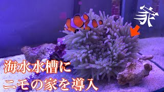 イシ ワケ イソギンチャク موقع ويب حيث يمكنك مشاهدة مقاطع فيديو موسيقية مجانية