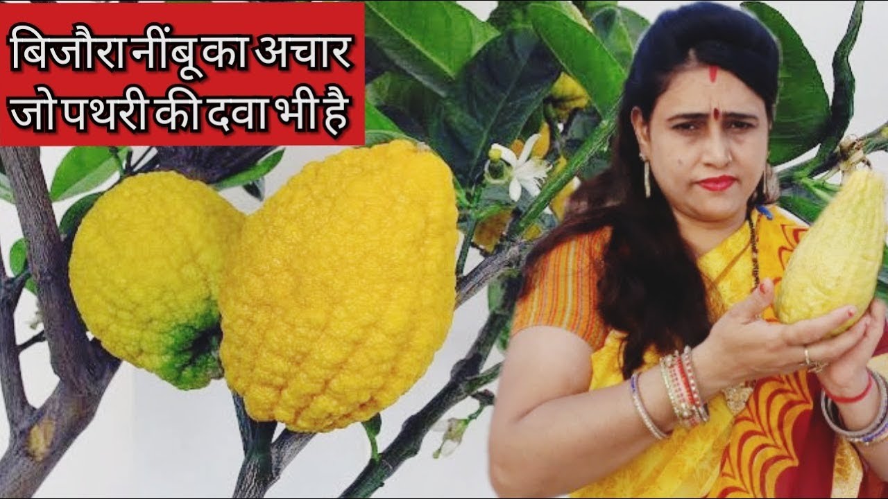 Bijora Nimbu Ka Achar बिजौरा नीबूं का अचार एक ऐसा अचार जो पथरी को गला कर निकाल देता है Citron Pickle
