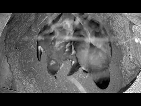 Bermuda Cahow 2 | Male Female arrive for mating | Nov 15, 2022