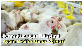 Download lagu Perawatan ayam broiler di kandang ayam close house agar tumbuh sehat dan berkembang mp3 Download lagu Perawatan ayam broiler di kandang ayam close house agar tumbuh sehat dan berkembang mp3