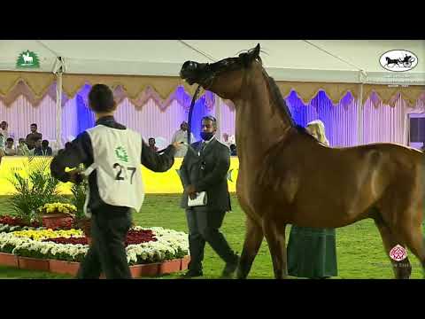N 287 RAZI AL KHALEDIAH   King Abdulaziz Arabian Horse Center Show 2021   Stallions 10+ Years Old Cl
