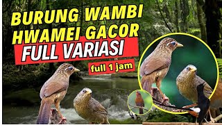 Download lagu MASTERAN BURUNG WAMBI HWAMEI GACOR FULL VARIASI BAGUS UNTUK BURUNG KICAU 1 JAM mp3