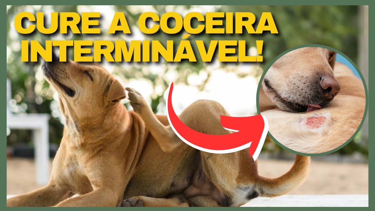MUDE ISSO para ACABAR COM A DERMATITE. Como Melhorar Dermatite em Cachorro e Dermatite em Gato.