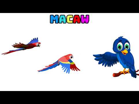 Learn Bird Names for Kids with Delightful Animation! | @Bea-Kids