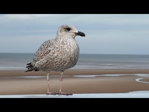 Old Blackpool Biker & Chris Huggett Burger Mention, in Traditional Spicehead-Media Style #blackpool