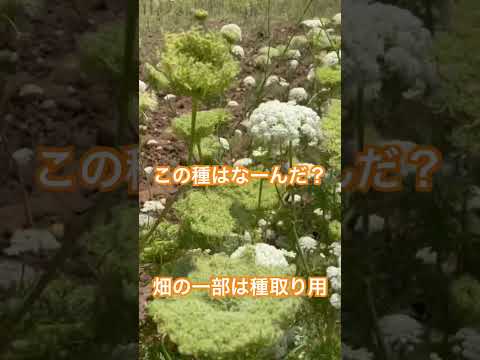 園芸 種子の傷付け
