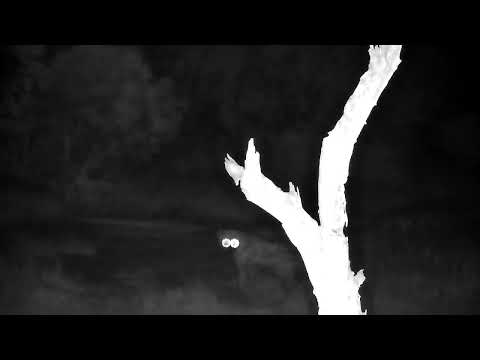 Djuma: Two Hyenas looking and sniffing around - 03:48 - 07/14/2022