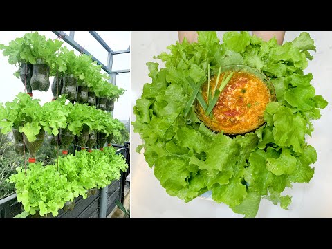 No need for a garden, no need for a lot of land, grow lush vegetables on the terrace