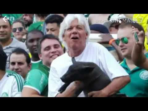 Torcedor leva porco no estádio Atlético-GO 1X3 Palmeiras Brasileiro 2017