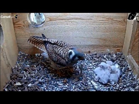 Cornell American Kestrel Cam ~ Female Kestrel Swallows A Snake!! 5.26.19