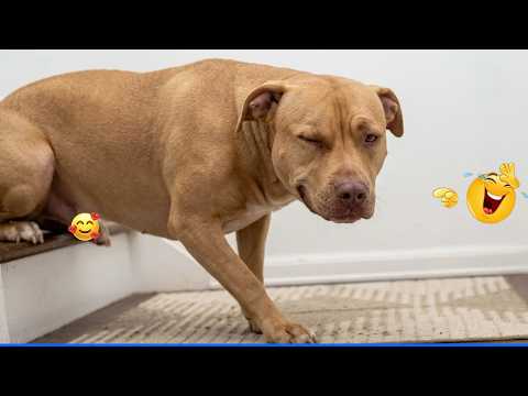 You Will Die Laughing At These Animals 😹🐶  The Funniest Cat Dog Moments Compilation 🐾