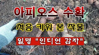 [텃밭농부 2,113]  인디언 감자 "아피오스" 수확. 처음 재배 해 본 작물! #아피오스재배 #인디언감자