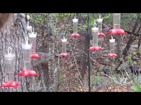 Hummingbirds in central Texas