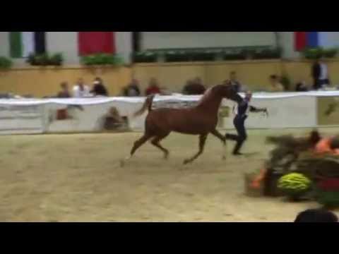 AV Montoya  (WH Justice x Metelica 8) DOB 2005