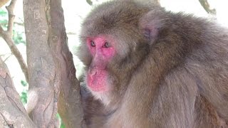 preview picture of video 'Arashiyama Monkey Park Iwatayama  嵐山モンキーパークいわたやま'