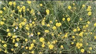 تدفق الرحيق ما هي اعمال النحال في هذه الفترة من الربيع 2026/04/22