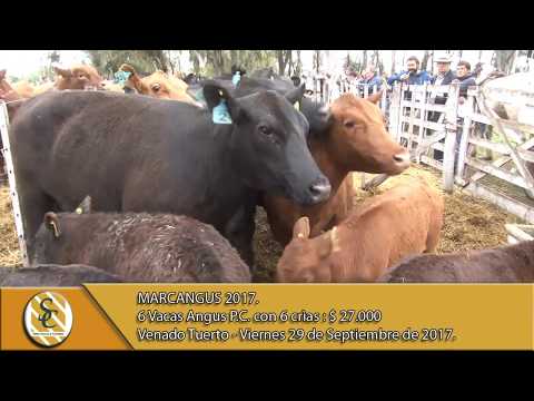 29-09-17 Venta de Vacas Angus P.C.con crìa - Marcangus 2017 - Venado Tuerto.
