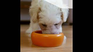 Royal Canin guide complet de la marque
