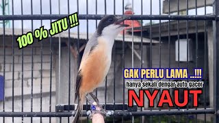 Download lagu cendet gacor AMPUH FULL EMOSI,, PANCINGAN CENDET AGAR BUNYI bikin BURUNG PENTET GACOR RAJIN BUNYI mp3 Download lagu cendet gacor AMPUH FULL EMOSI,, PANCINGAN CENDET AGAR BUNYI bikin BURUNG PENTET GACOR RAJIN BUNYI mp3