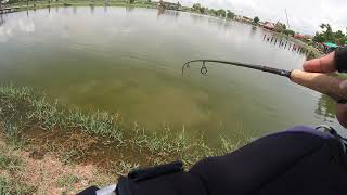 Daiwa silver creek minnow 44s