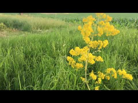 Echtes Labkraut | Gelbe Blume auf Wiesen | galium verum
