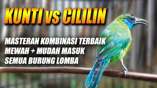 Download lagu MEWAH PALING DICARI!! MASTERAN CUCAK KINOI GACOR FULL ISIAN BESETAN TEMBAKAN KUNTI & CILILIN PANJANG mp3