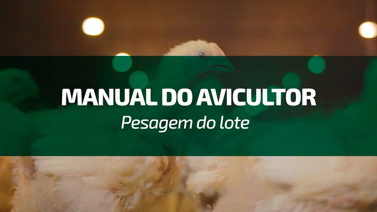 Manual do Avicultor Copagril – Pesagem do lote