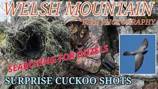 WELSH MOUNTAIN ADVENTURE - SEARCHING FOR RING OUZEL - CUCKOO HAVE ARRIVED!!