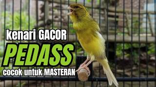 Download lagu Masteran KENARI GACOR ngeroll panjang,Cuit Cuit Emosi AMPUH bikin kenari nyaut ,Masteran MURAI BATU mp3