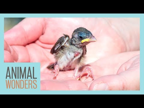 image-How do you take care of a baby bird at home?