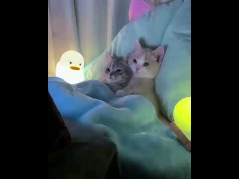 Kucing Nontonin Kucing Kwowkw #shorts #short