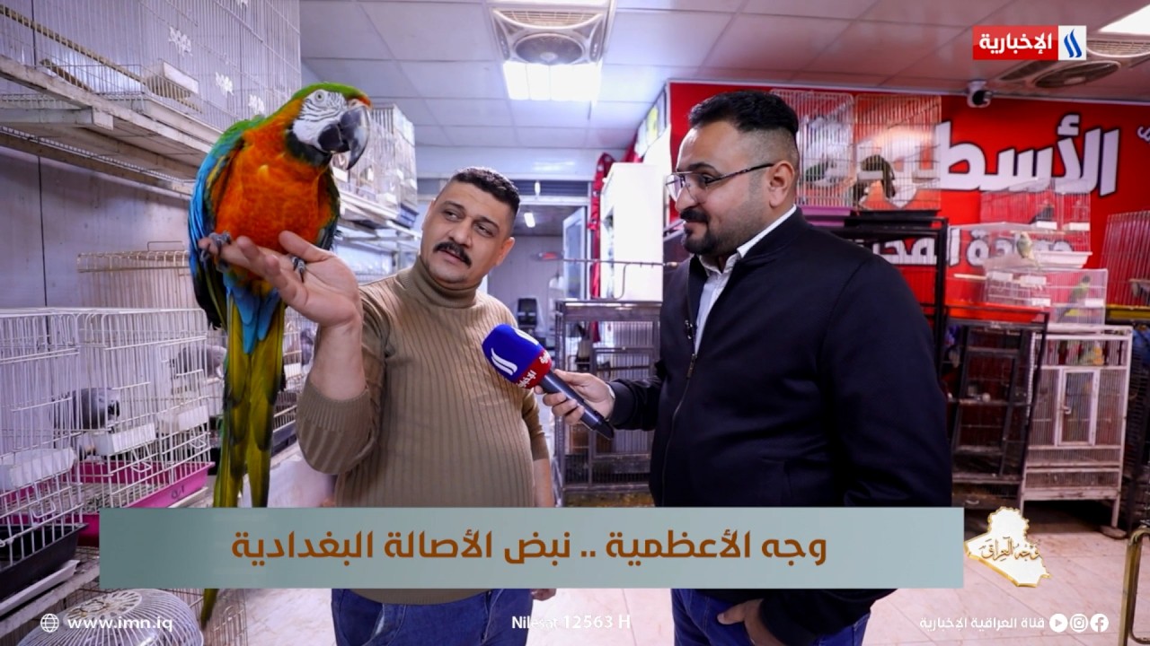 فيديو | وجه العراق | الببغاء بانتاج عراقي.. شارع المشاتل في الاعظمية اصبح مركزاً للترفيه