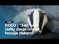 Waarom gaan er zoveel dassen dood?  | RTV Oost