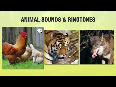 Animal Sounds and Ringtones Video