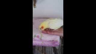 オカメインコのダンス