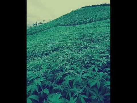 Jah Far ManTana   Au